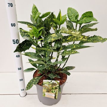Aucuba japonica 'Crotonifolia'