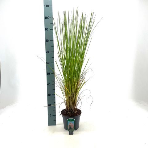 Cortaderia selloana 'Rosea'