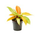 Philodendron 'Prince of Orange'