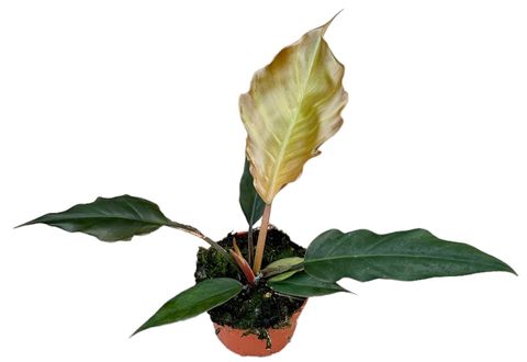 Filodendron 'Choco Empress'