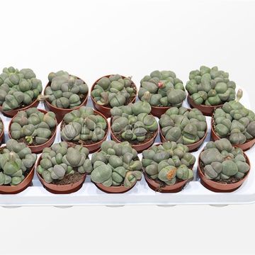 Pleiospilos nelii