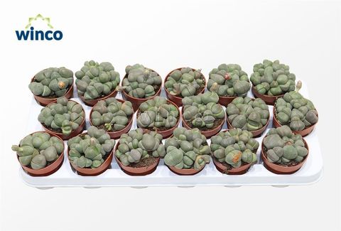 Pleiospilos nelii