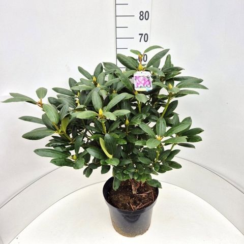 Rhododendron 'Roseum Elegans'