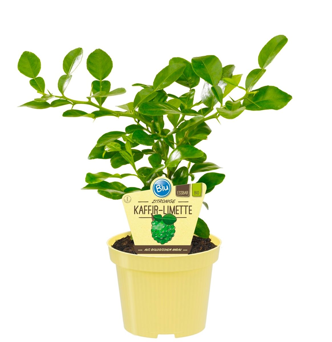 Citrus hystrix — Plant Wholesale FlorAccess