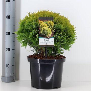 Thuja occidentalis 'Mirjam'