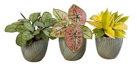 Houseplants MIX