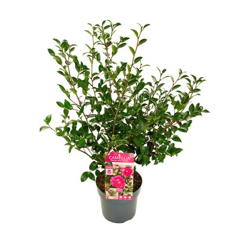 Camellia sasanqua 'With Love'