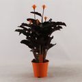 Calathea crocata 'Tassmania'