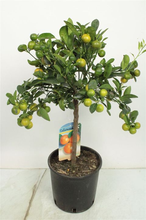 Citrus x microcarpa