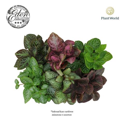 Episcia MIX