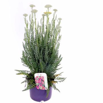 Achillea millefolium MILLY ROCK YELLOW TERRACOTTA