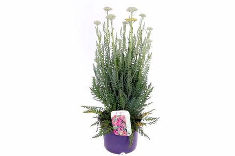 Achillea millefolium MILLY ROCK YELLOW TERRACOTTA