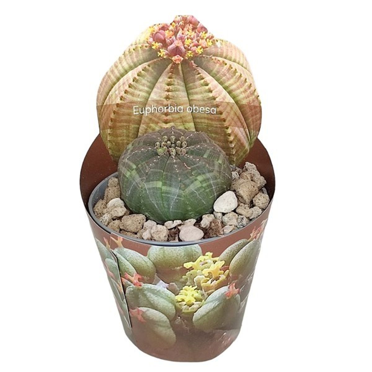 Euphorbia obesa — Plant Wholesale FlorAccess