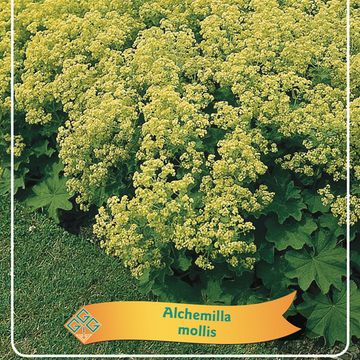 Alchemilla mollis MIX