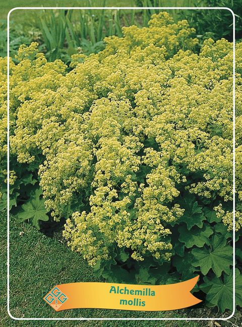 Alchemilla mollis MIX