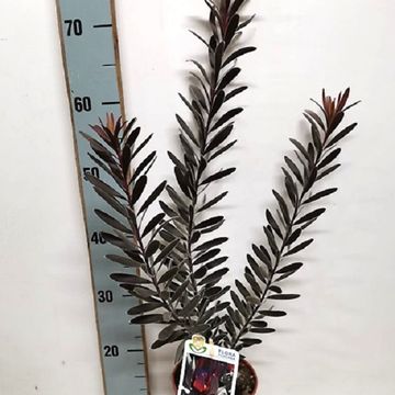 Leucadendron laureolum 'Burgundy Sunset'