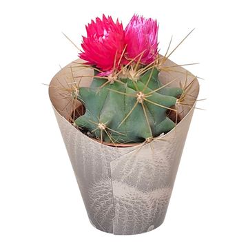 Cactus MIX