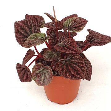 Peperomia caperata 'Red Luna'