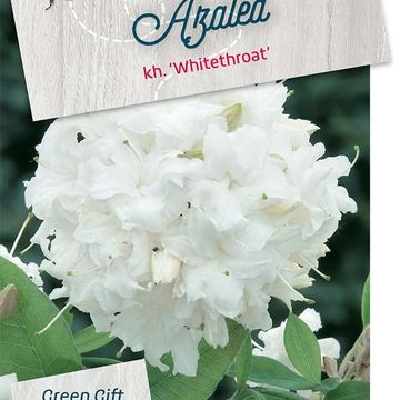 Rhododendron 'Whitethroat' (AK)
