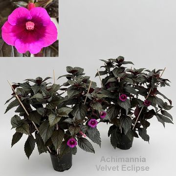 x Achimannia 'Aurika's Velvet Eclipse'