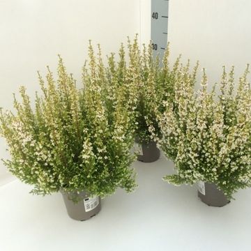 Erica gracilis