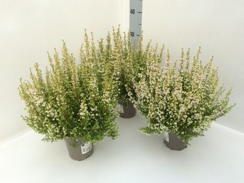 Erica gracilis