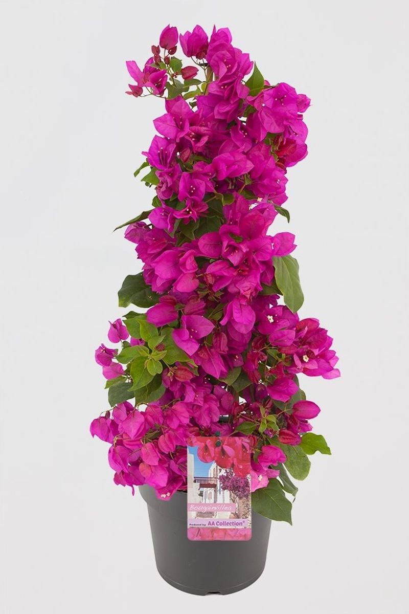 Bougainvillea glabra 'Sanderiana' — Plant Wholesale FlorAccess