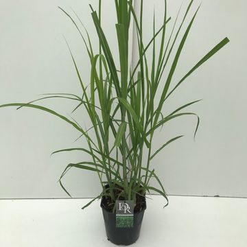 Miscanthus x giganteus