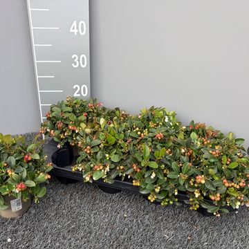 Gaultheria procumbens