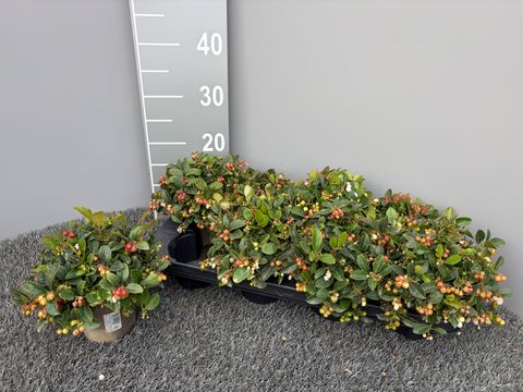 Gaultheria procumbens