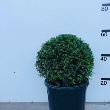 Taxus baccata