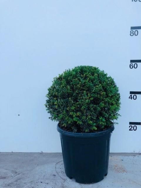 Taxus baccata