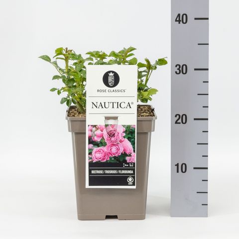 Rosa NAUTICA