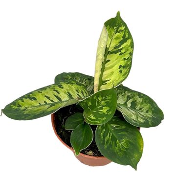 Homalomena wallisii 'Camouflage'