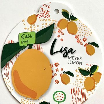 Citrus x meyeri 'Meyer'