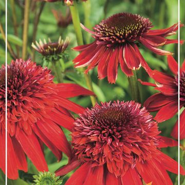 Echinacea purpurea MIX