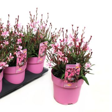 Gaura lindheimeri GAUDI MEDIUM PINK
