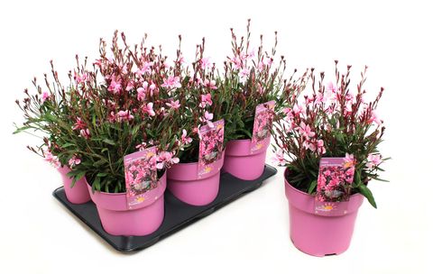 Gaura lindheimeri GAUDI MEDIUM PINK