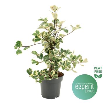 Ficus natalensis leprieurii SWEETHEART