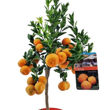 Citrus aurantium 'Chinotto'