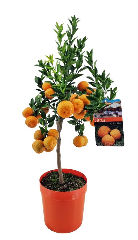 Citrus aurantium 'Chinotto'