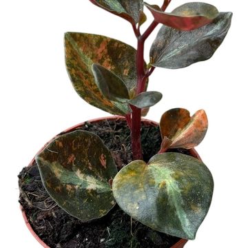 Peperomia 'Crème Brûlée'