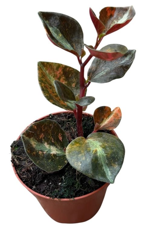 Peperomia 'Crème Brûlée'