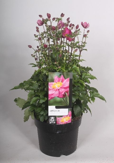 Anemone hupehensis FANTASY RED RIDING HOOD