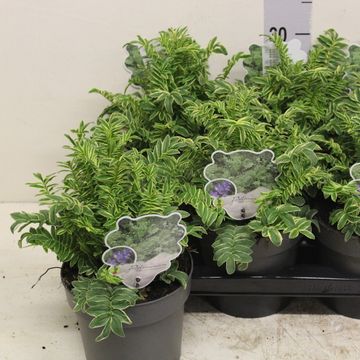 Polemonium caeruleum BRISE D'ANJOU