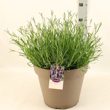 Lavandula x intermedia 'Grosso'