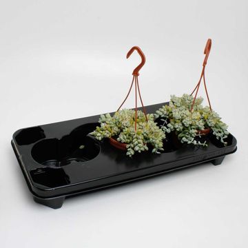 Cotyledon pendens