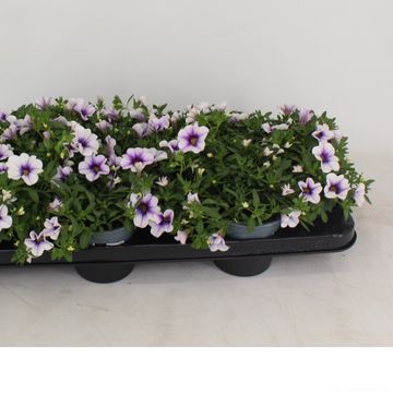 Calibrachoa MILLION BELLS TRAILING SILVER BLUE