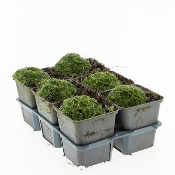 Saxifraga 'White Pixie'