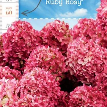 Hydrangea paniculata LITTLE XS MIX